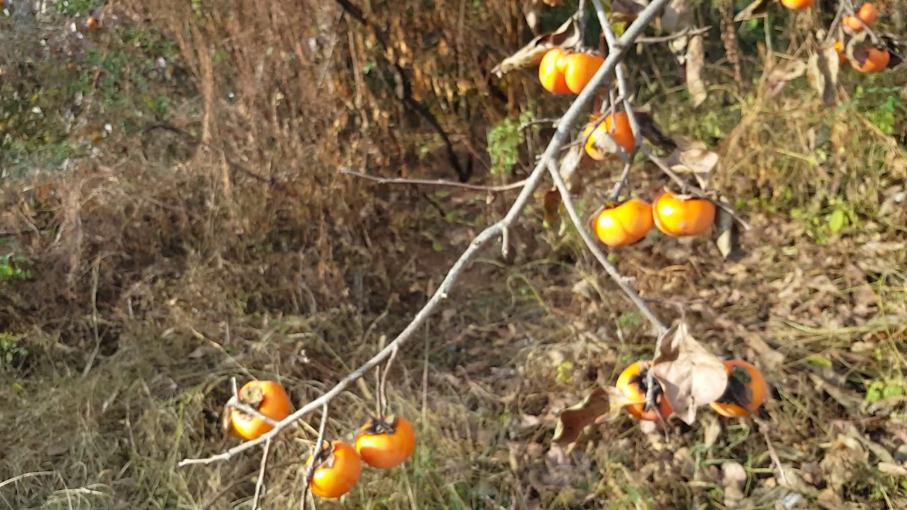 हलुवाबेद(Haluwabed)khaam YouTube