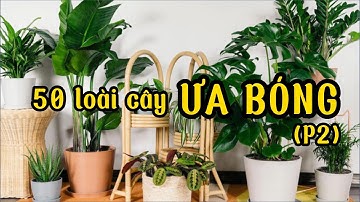 50 loại cây ưa bóng râm thường được trồng trong nhà và tiểu cảnh (phần 2)