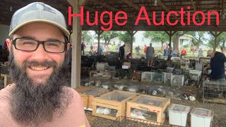 Amish Animal Auction!!! What did I BUY??