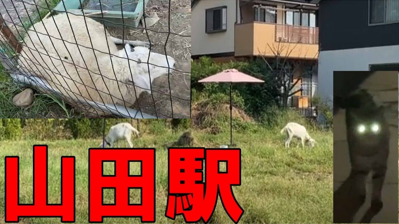 動物園でしょ山田駅！ここはほんとに八王子！？昼夜問わずアニマルだらけ！そして合わせて京王片倉駅も散策【東京都八王子市】