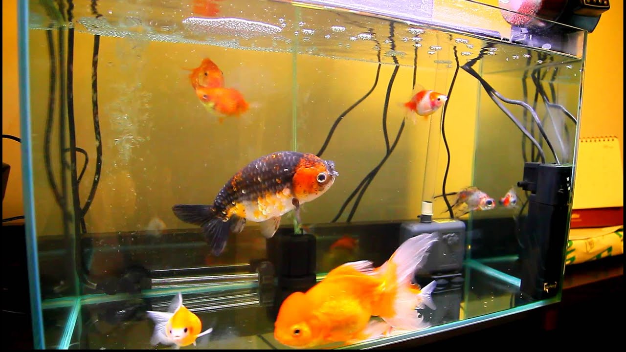 開箱影片分享 二尺 60公分 金魚缸 蘭壽金魚 獅頭金魚 珠鱗金魚 Youtube 開箱影片分享 二尺 60公分 金魚缸 蘭壽金魚 獅頭金魚 珠鱗金魚 Youtube