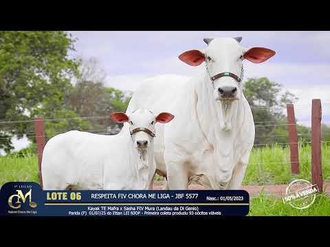 LOTE 06   RESPEITA FIV CHORA ME LIGA