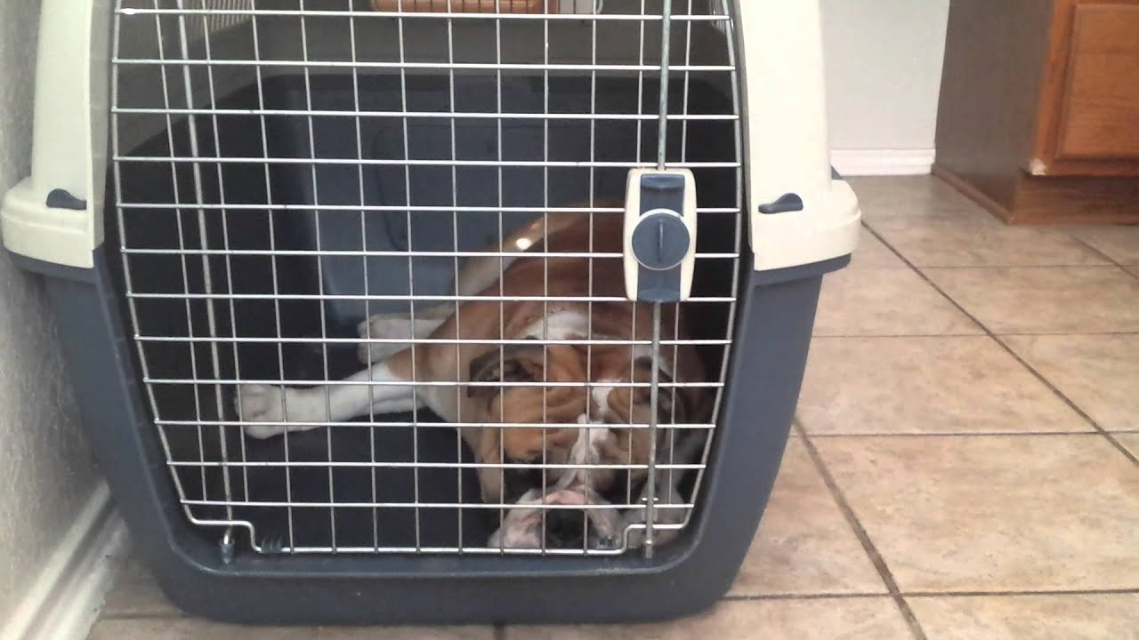Bulldozer My English Bulldog Grumbling In His Crate YouTube