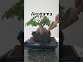 How to improve your bonsai #grow #roots #bonsai #ficus #ginseng