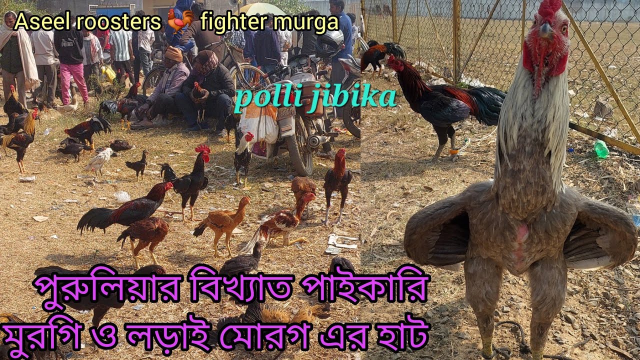 পুরুলিয়ার বিখ্যাত পাইকারি  মুরগি ও লড়াই মোরগের হাট ।Aseel Roosters fighter murga wholesale market