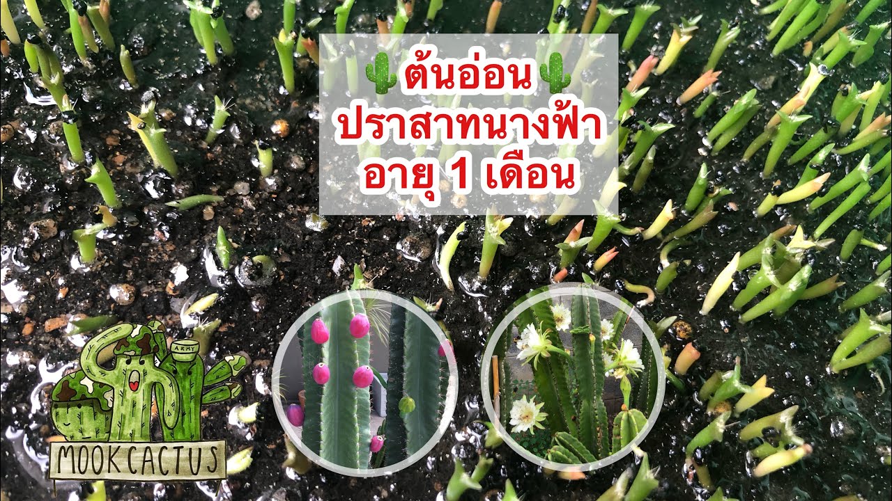 เปิดกล่อง จัดระเบียบ ต้นอ่อน กระบองเพชร ปราสาทนางฟ้า | Baby cereus