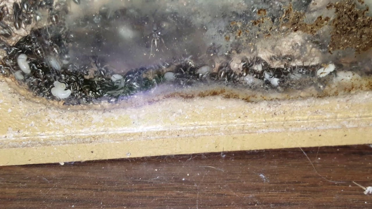 Formica podzolica YouTube