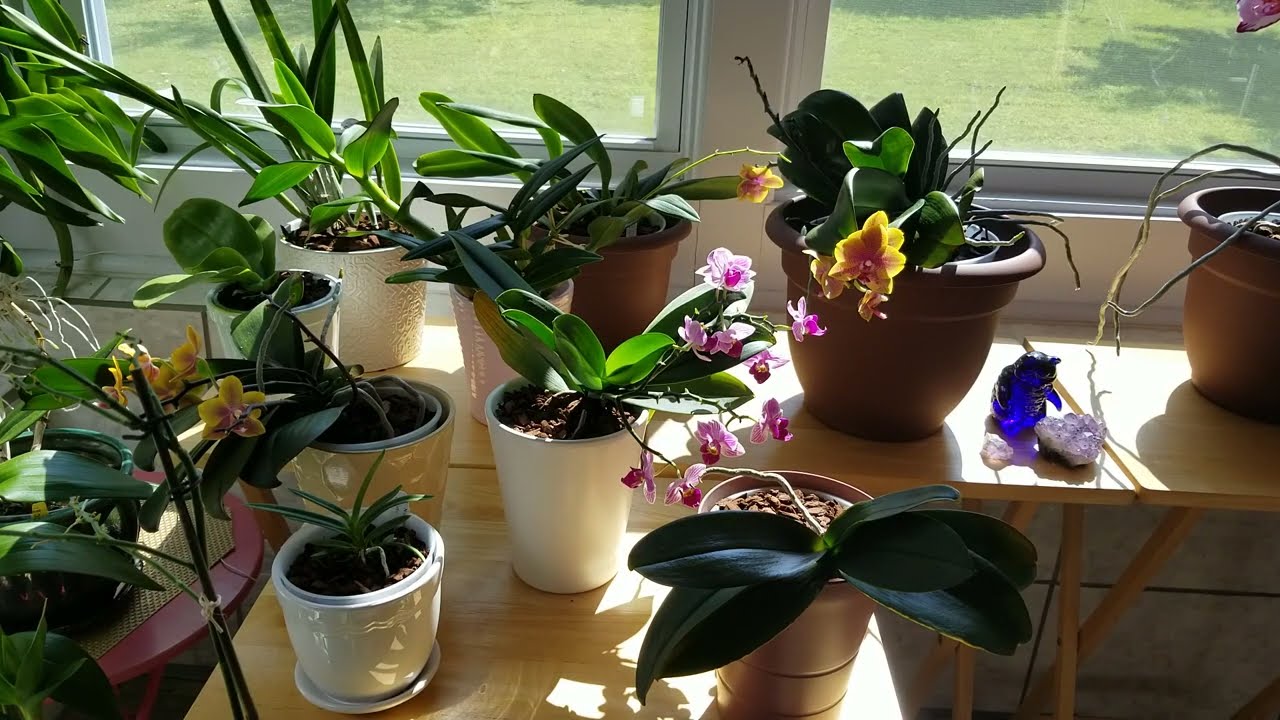 How I Care for My Miniature Phalenopsis Orchids YouTube