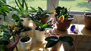 How I Care for My Miniature Phalenopsis Orchids
