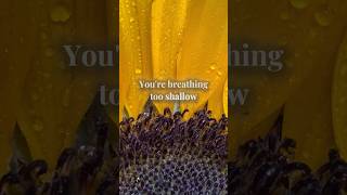 Slow Your Scroll │ You're Breathing Too Shallow 🌻 1 Minute Reset #breathe #anxietyrelief #relax