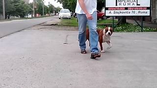 American Staffordshire Terrier Ch Abbot Danterstar