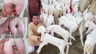 Jyada bacche Dene Wali bakri  | 03410341995 راجن پوری بکری آ اچھی نسل کی بکریاں || Chhote bacche