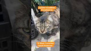 Ayrı Bir Tutku Ve Sevdadır Hayvan Sevgisi. Kalbinize Her Zaman Huzur Katar.