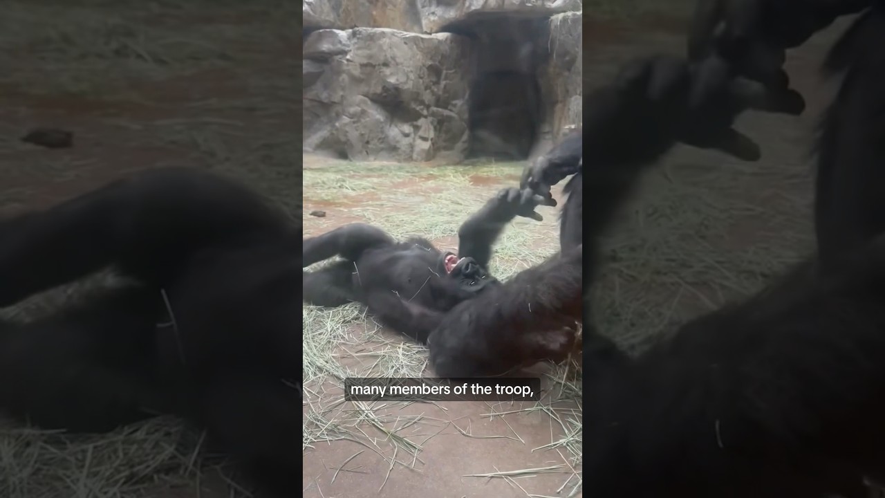 Gorilla tickles her baby in this adorable moment