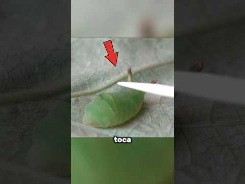 Tiene un mecanismo para asustar a sus depredadores