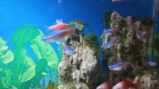 Aquascape Tema Bukit