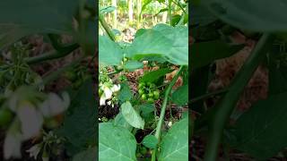 Mengenal Buah Leunca