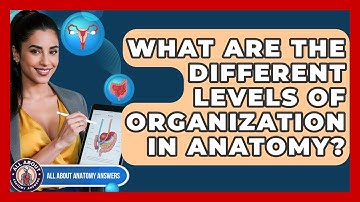 What Are The Different Levels Of Organization In Anatomy? - All About Anatomy Answers