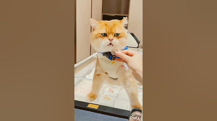 #sioyen beli mainan baru #kucingorens #kucinglucu #kucingbelangtiga #kucing #catlovers #shortvideo