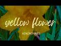 Yellow Flower — Soft Soul Music for Hope & Gentle New Beginnings | Kokoro Vibes