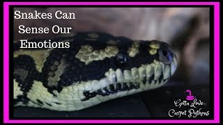 Celebrity My Carpet Python Lily Knew, l Was Slow To Pick Up On Her Behavior Net Worth
