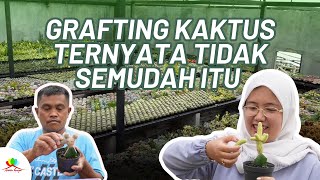 Dadakan Bikin Kaktus Grafting Dari Hasil Panen