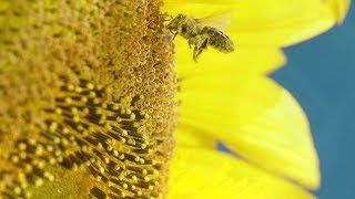 Bee The Change