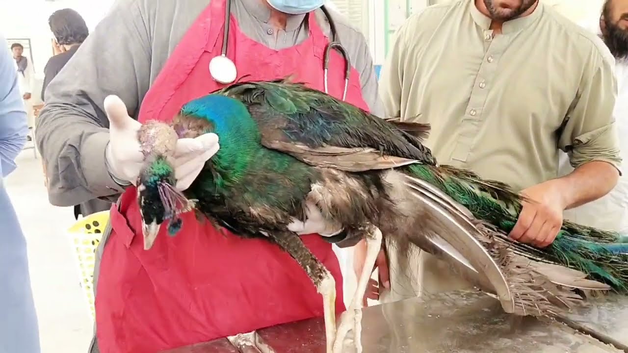 Treatment of Peacock 🦚 after fighting with wolf