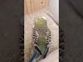 #viralvideo #modapet #birds #petsfofinhos #pets #parrot #periquitosaustralianos #budgies #lovebirds