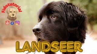 Landseer scopriamolo assieme