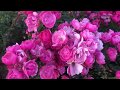 Буйное цветение роз. Роза АНГЕЛА (ANGELA) / питомник Роз Елены ИВАЩЕНКО