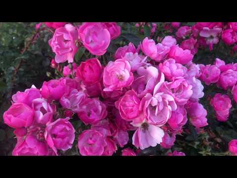 Видео: Китайска роза Angel Wings: описание, характеристики на отглеждане, засаждане и грижи