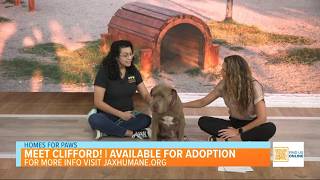 Homes for Paws: Meet Clifford