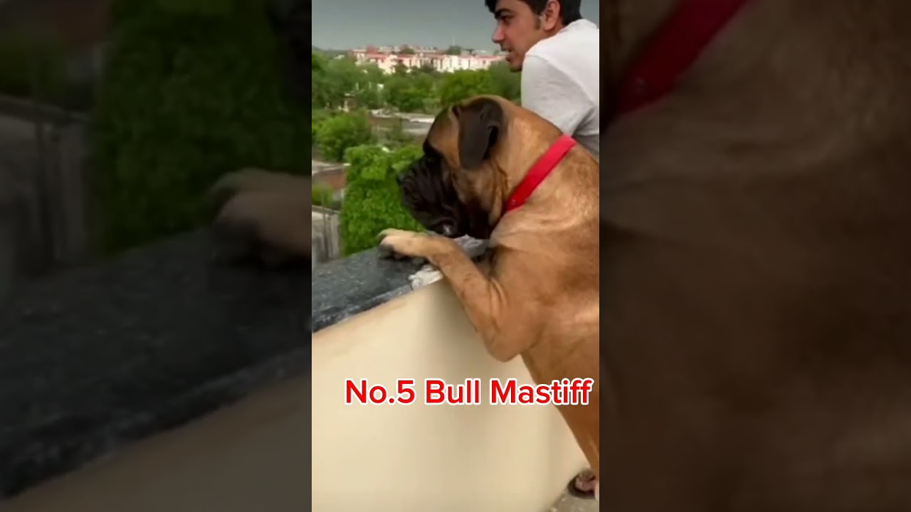 Top 10 most muscular and powerful dog breed