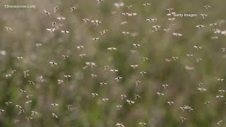 Virginia Beach, Chesapeake warn of increased mosquitoes after persistent rain
