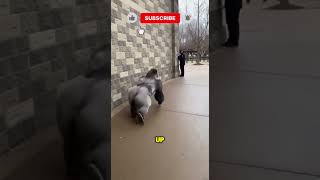 Zoo Emergency Giant Gorilla Loose In Public Area Raw Footage Of The Escape