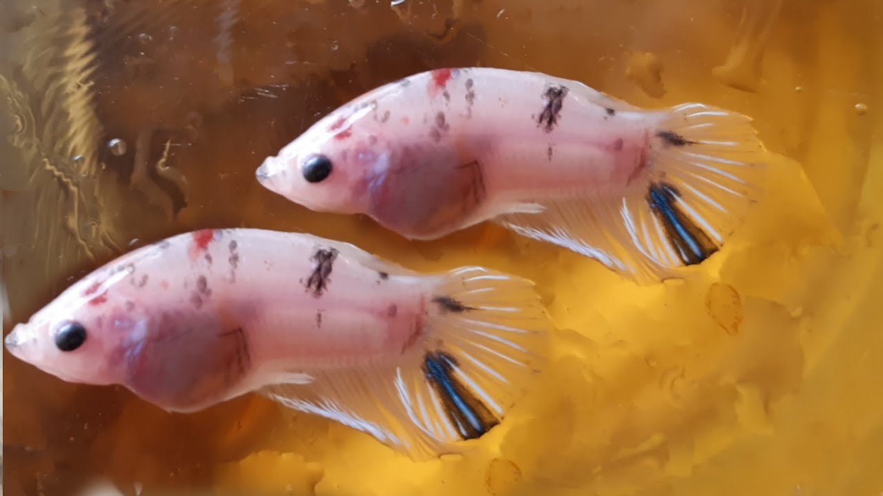 CARA MENGOBATI IKAN CUPANG YANG PERUT NYA BUNCIT