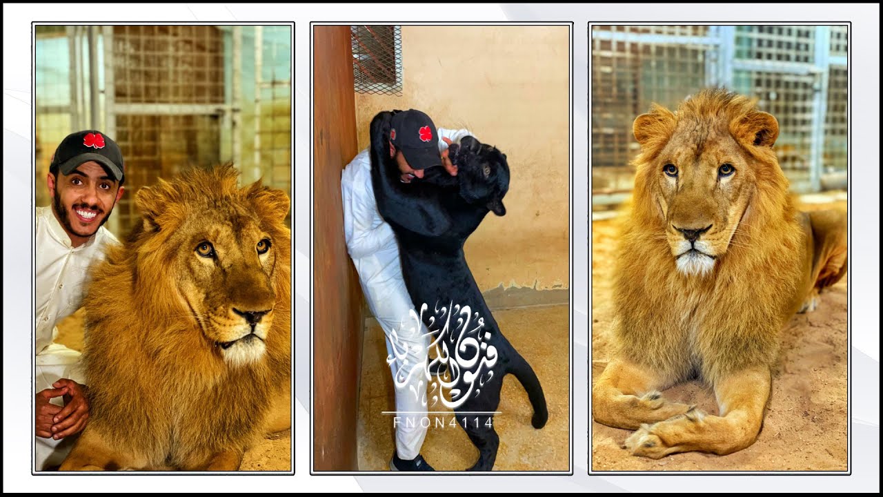 اسامه الدغيري يسوي مساج للاسد كسار 😊 شوفو مواصفات خيل اسامه
