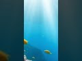 Guzheng with nature wave sound #relaxingmusic#放鬆音樂, #睡眠音樂, #calm, #backgroundmusic #meditationmusic