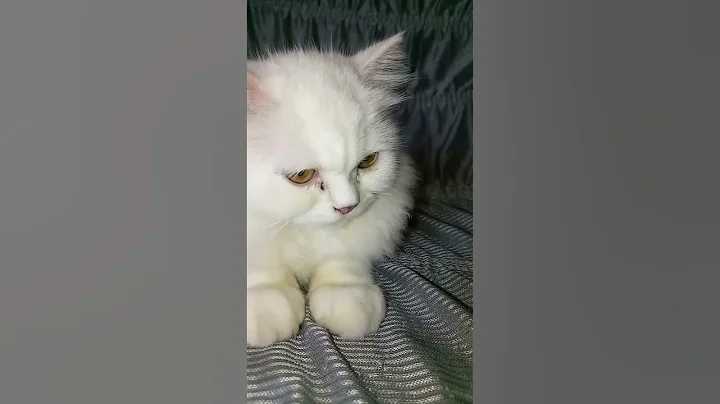 Video 3303851: persiancat cat cutecat funnycat, cat playing persiancat, breed persiancat, cute persian cat