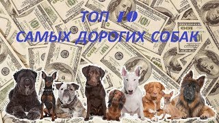Топ 10 дорогих собак Топ 10 дорогих собак
