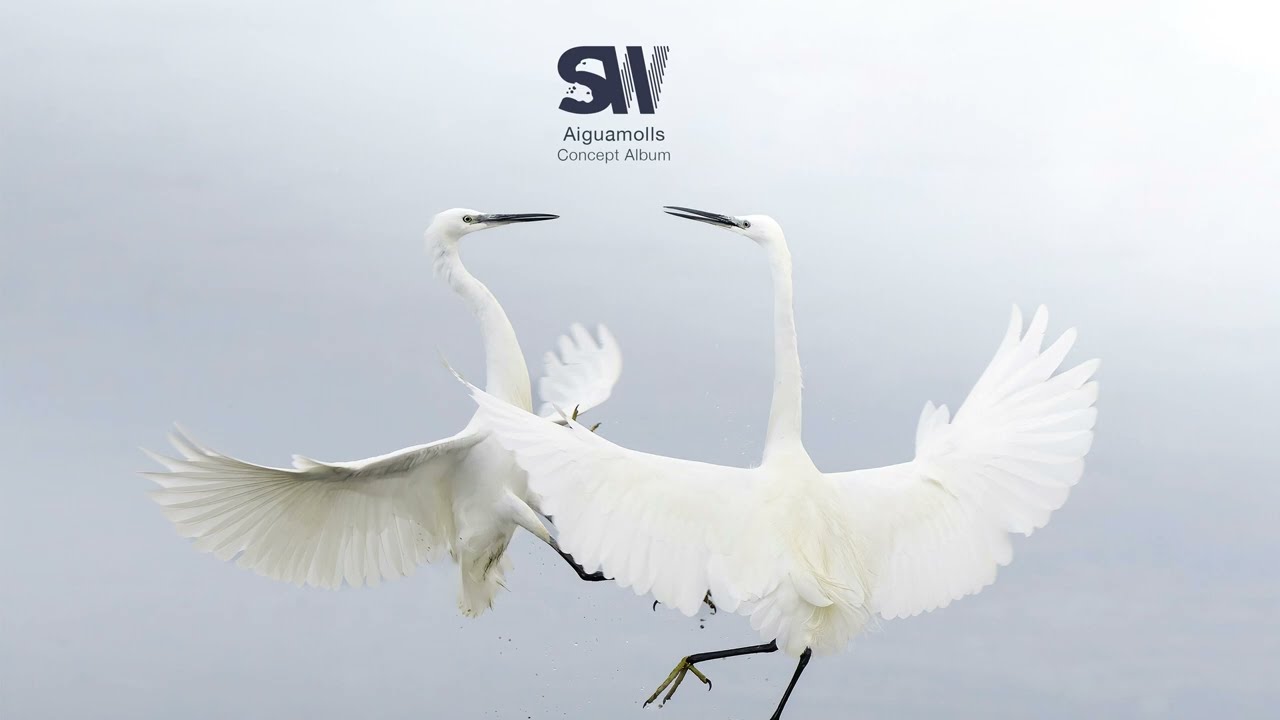 Italian Knight And Chicks (Black Winged Stilt)