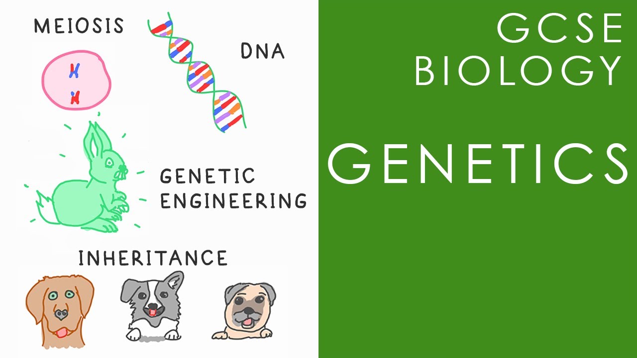 GENETICS - DNA, Variation & Inheritance - GCSE Biology - YouTube