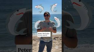 Do we know why there are more white sharks being spotted in Maine waters?