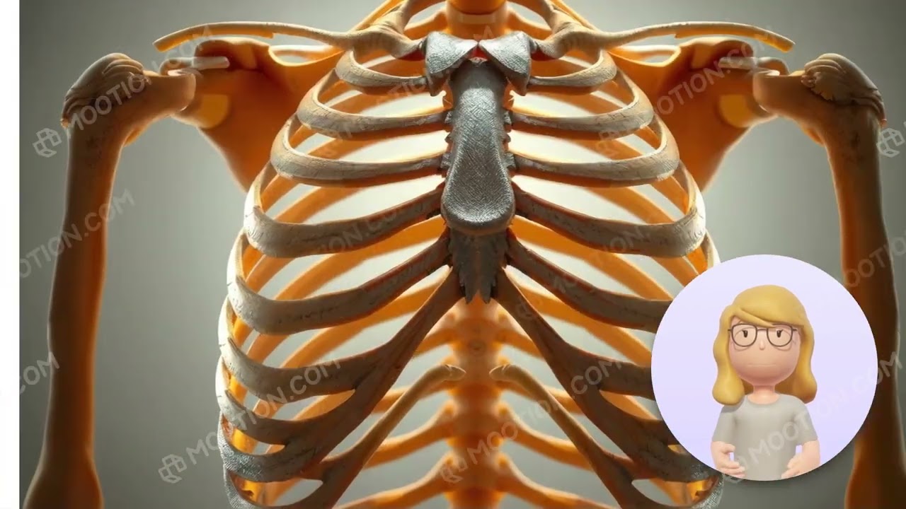 HUMAN  SKELETON SYSTEM ANATOMY. ALL BONES NAME INCLUDING THEIR FUNCTION .