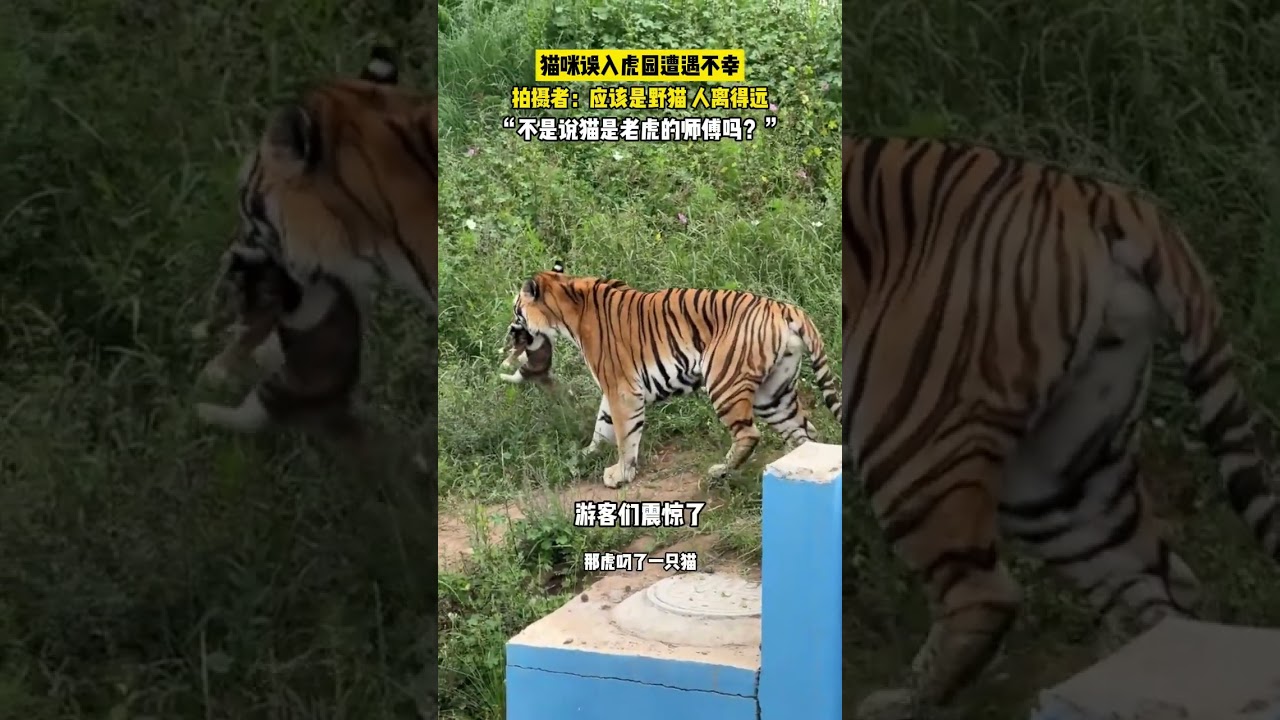 貓咪誤入虎園遭遇不幸，引得游客一陣驚呼，這只貓是哪里來的？