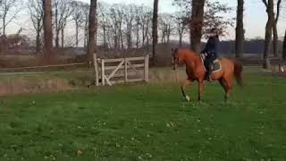 Calimero Music Videocalisie