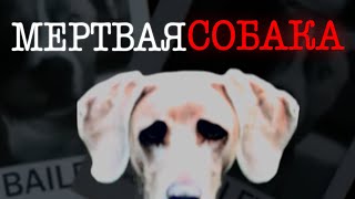 dog nightmares | Мертвая собака