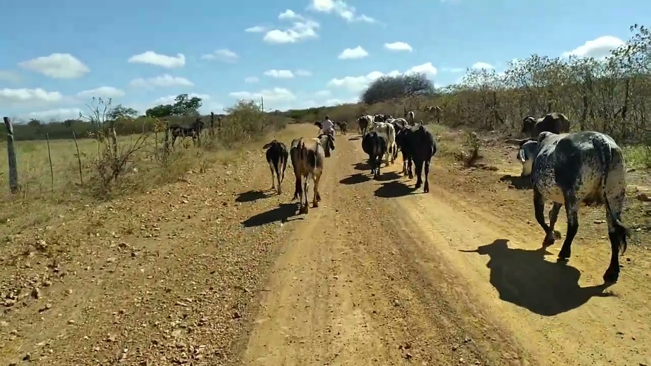 mais um dia de correria, mudando o gado, de uma roça pra outra .