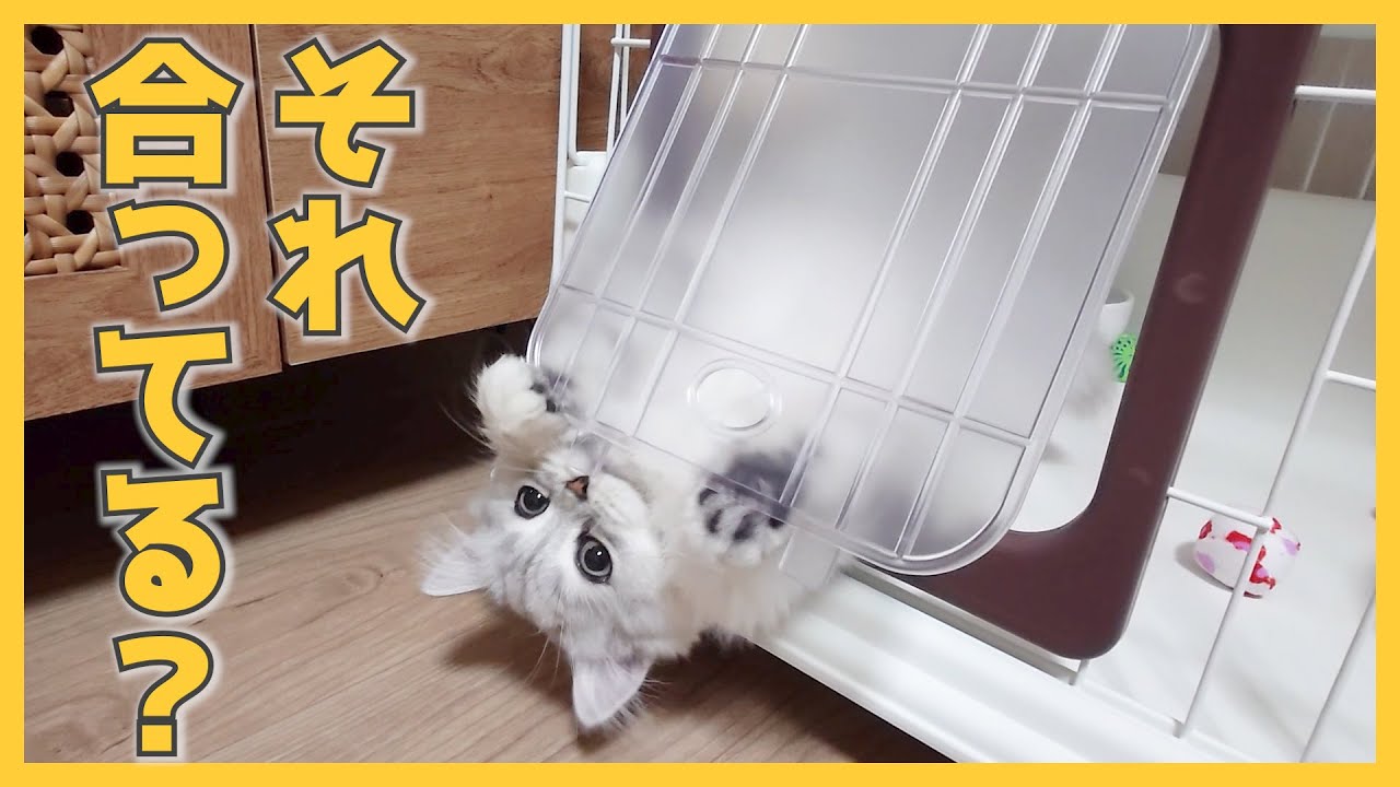 【人間side】猫ドアを使ってみてほしいのだが…（ミヌエット）